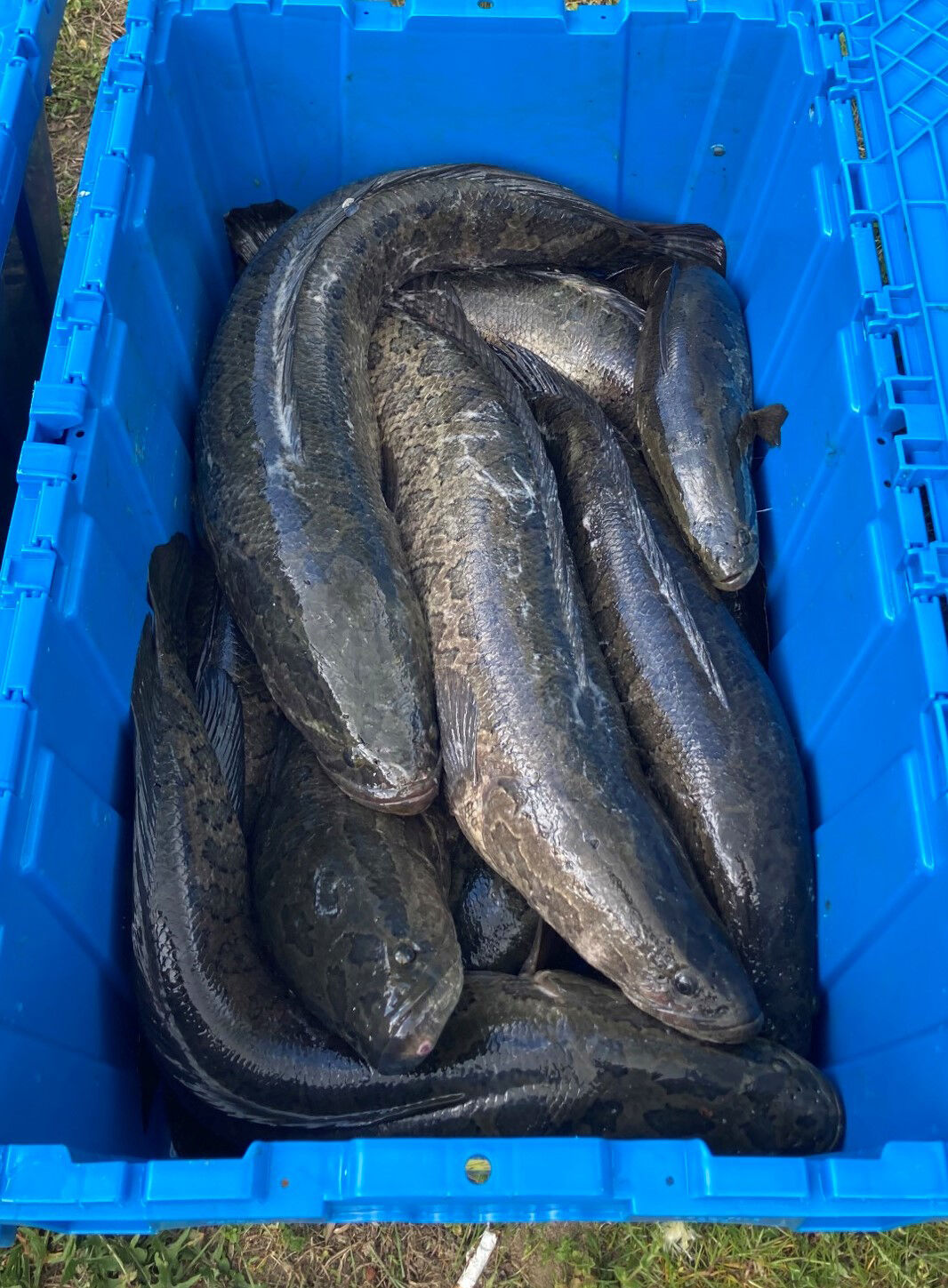 Snakeheads from Conowingo Dam